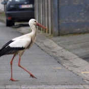 Photo de Cigogne