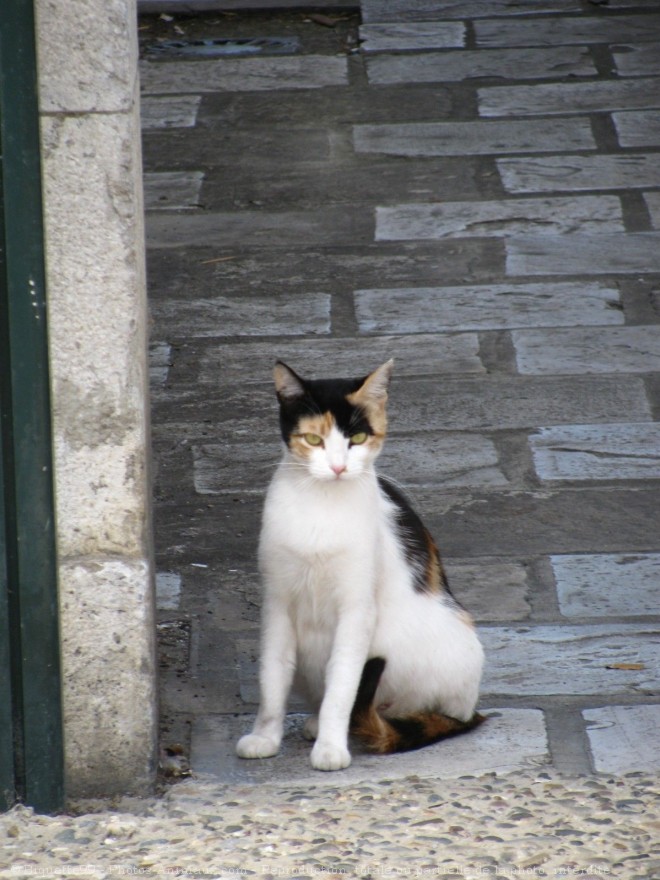 Photo de Chat domestique