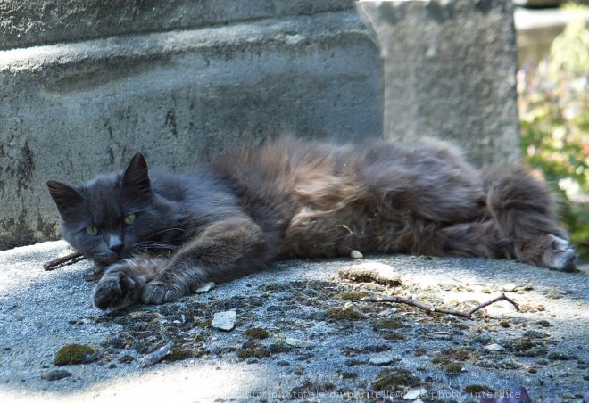 Photo de Chat domestique