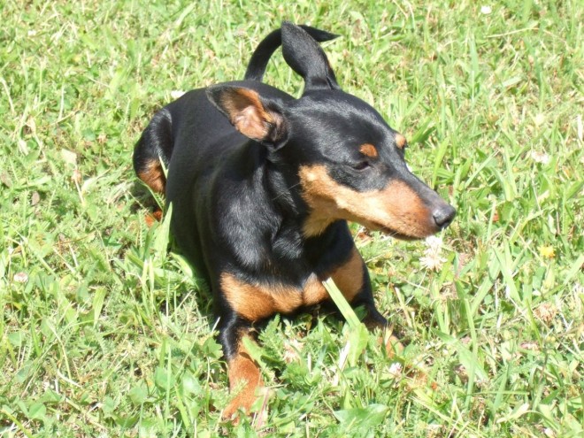 Photo de Pinscher nain