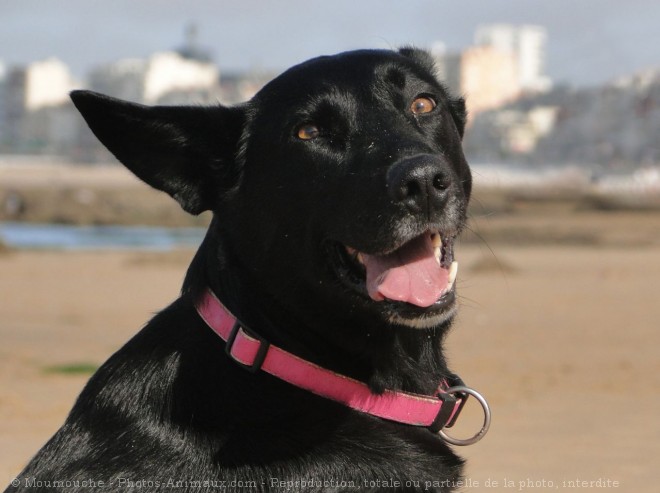 Photo de Croisement