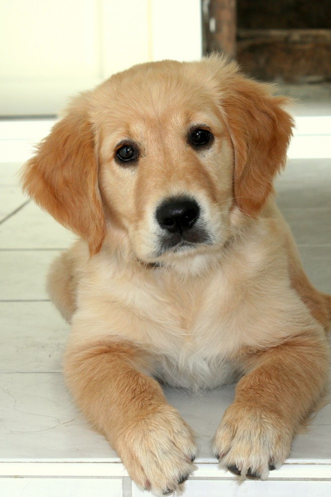 Photo de Golden retriever