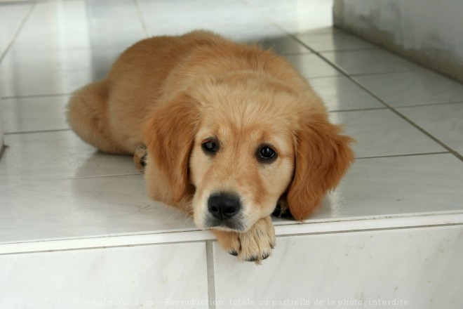 Photo de Golden retriever