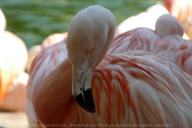 Photo de Flamand rose