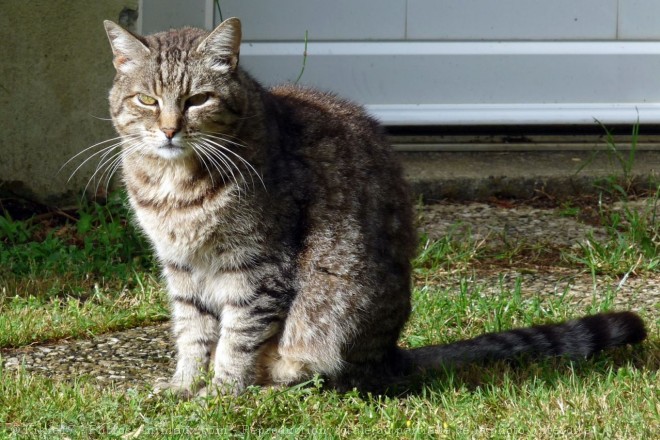 Photo de Chat domestique