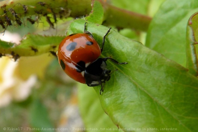 Photo de Coccinelle