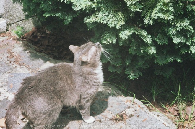 Photo de Chat domestique