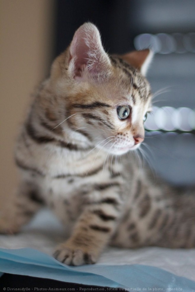 Photo de Bengal