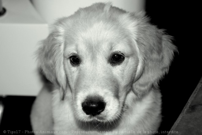 Photo de Golden retriever