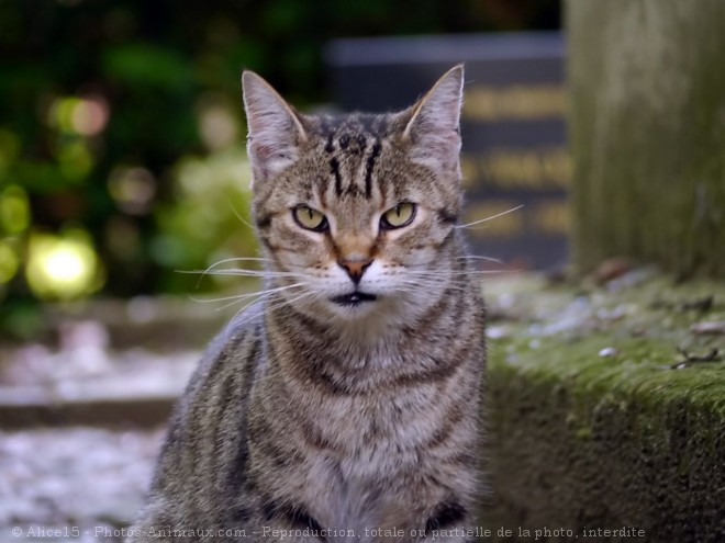 Photo de Chat domestique