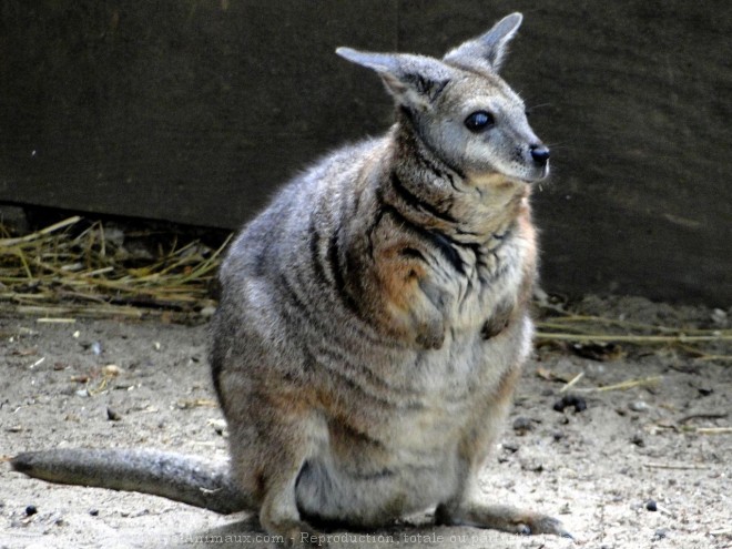 Photo de Wallaby