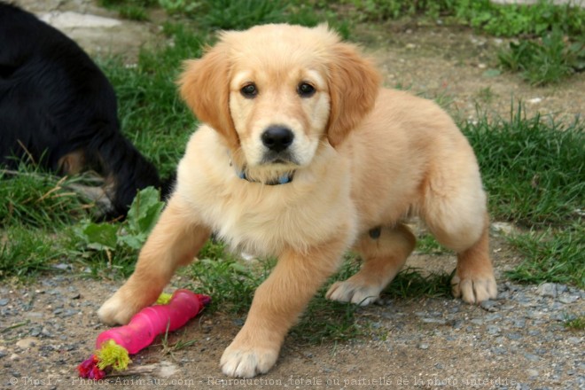 Photo de Golden retriever