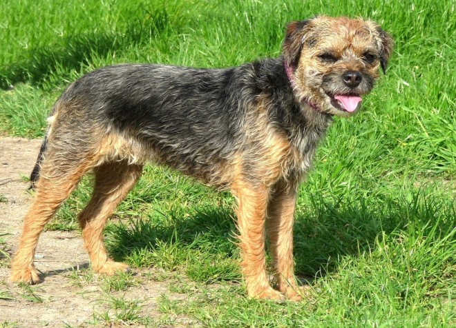 Photo de Border terrier