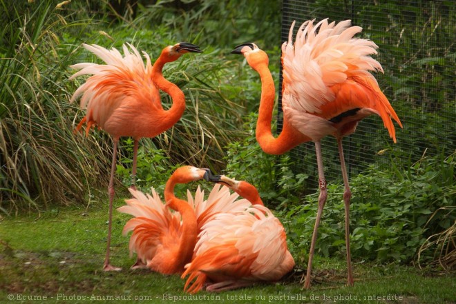 Photo de Flamand rose