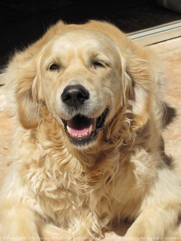 Photo de Golden retriever