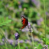 Photo de Papillon - paon du jour