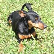 Photo de Pinscher nain