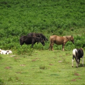 Photo de Races diffrentes