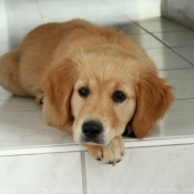 Photo de Golden retriever