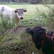 Photo de Vache