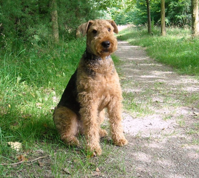 Photo d'Airedale terrier