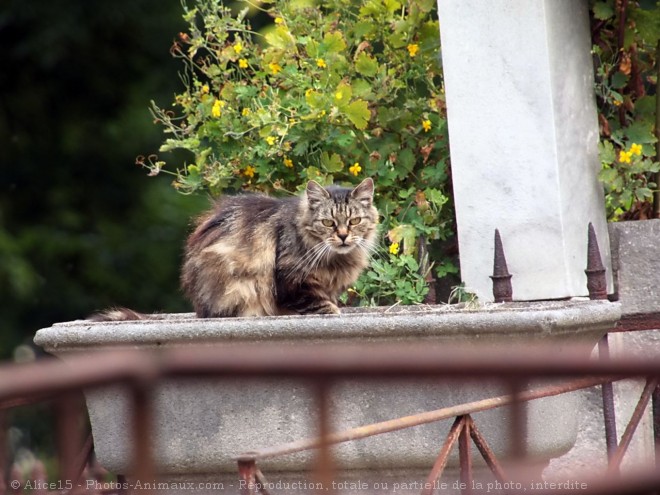 Photo de Chat domestique