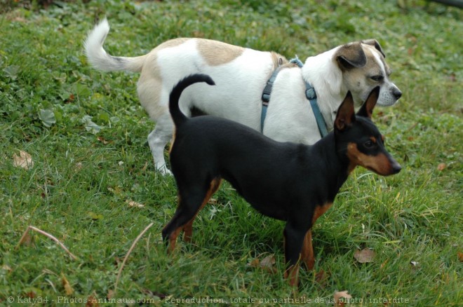 Photo de Pinscher nain