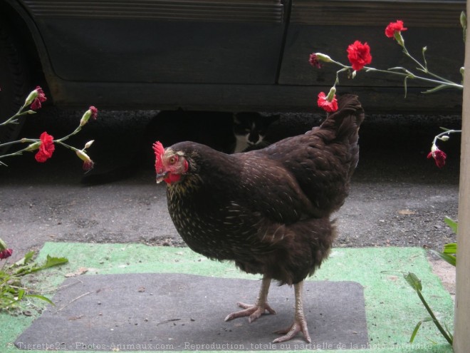 Photo de Poule