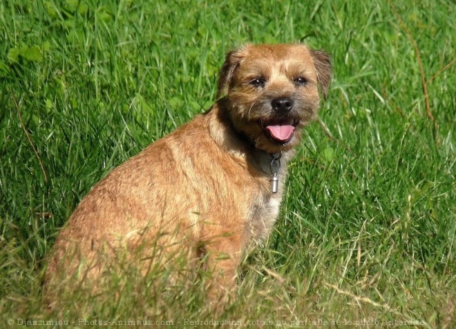 Photo de Border terrier