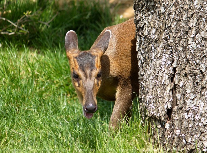 Photo de Muntjac