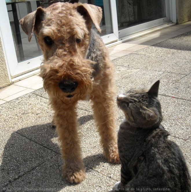 Photo de Races diffrentes