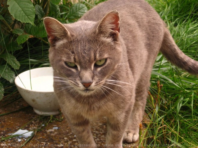 Photo de Chat domestique