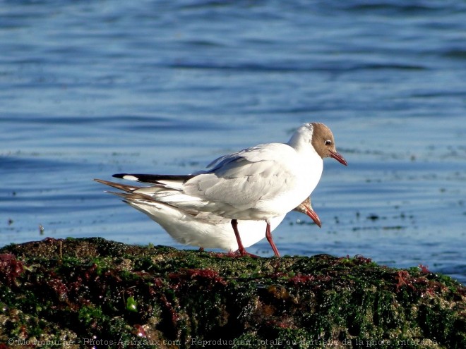 Photo de Mouette