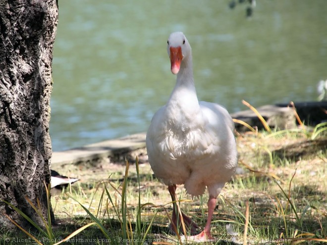 Photo d'Oie blanche