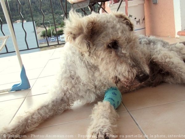 Photo de Fox terrier  poil dur