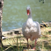 Photo d'Oie blanche