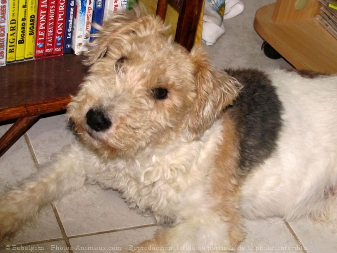 Photo de Fox terrier  poil dur