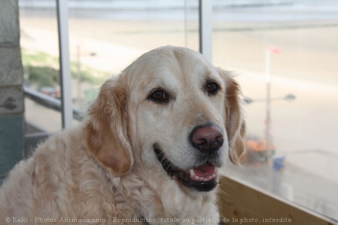 Photo de Golden retriever