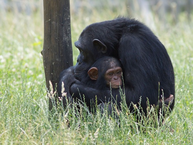 Photo de Singe - chimpanz