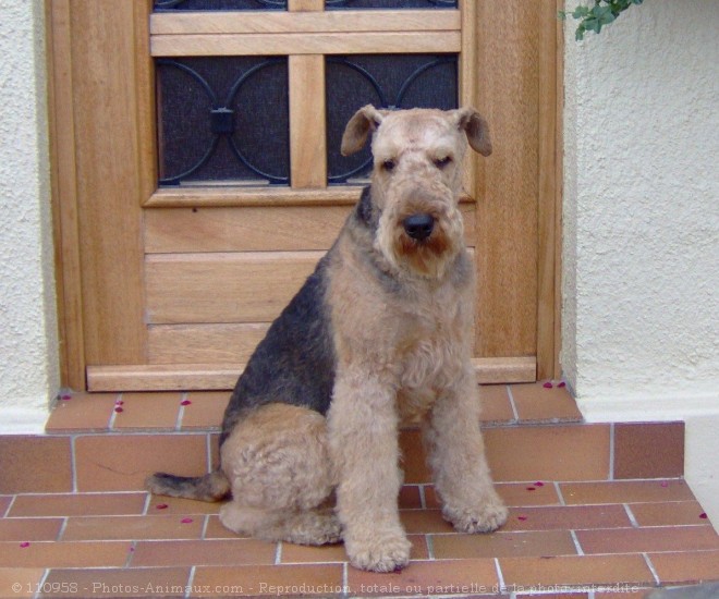 Photo d'Airedale terrier