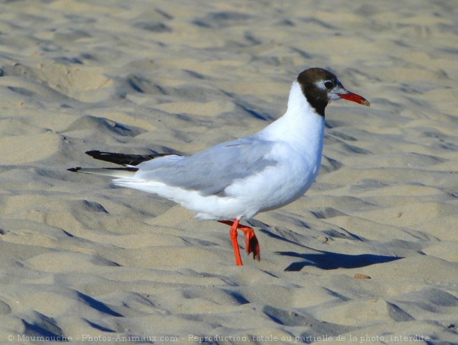 Photo de Mouette