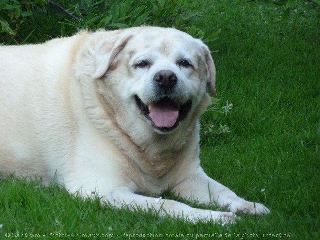 Photo de Labrador retriever