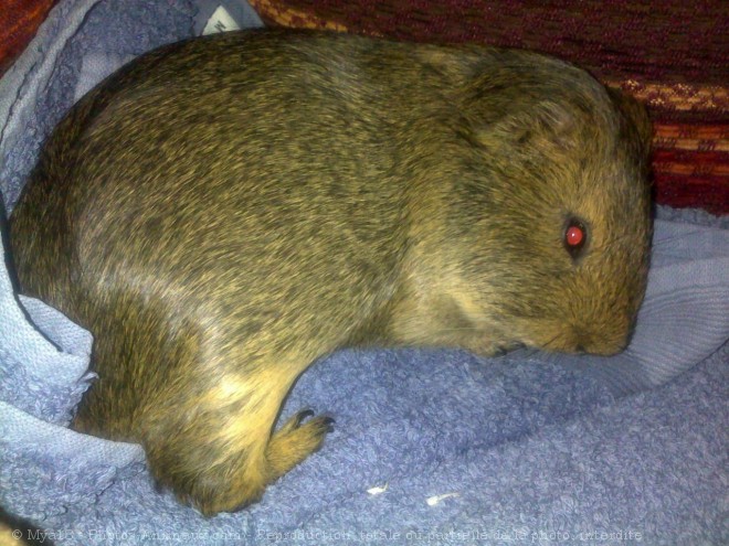 Photo de Cochon d'inde - agouti