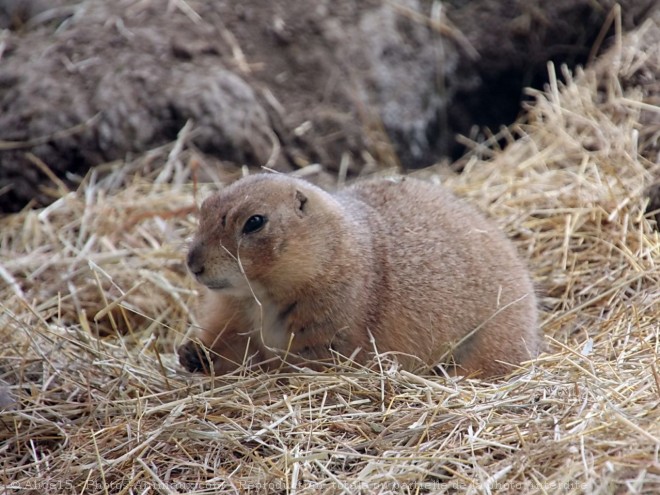 Photo de Chien de prairie