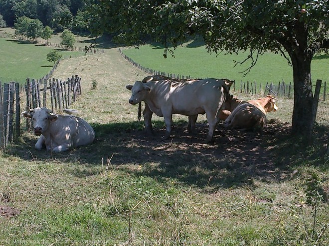 Photo de Vache