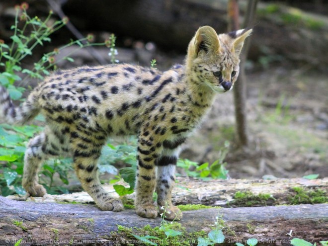 Photo de Serval