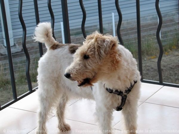 Photo de Fox terrier  poil dur