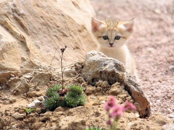 Photo de Chat des sables