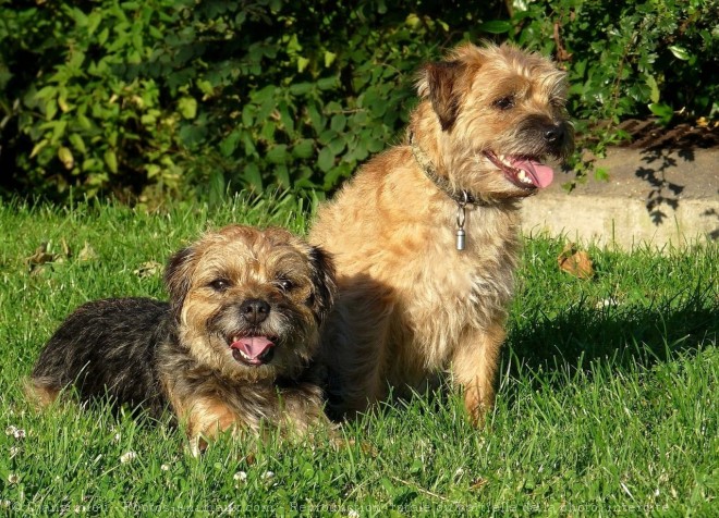 Photo de Border terrier