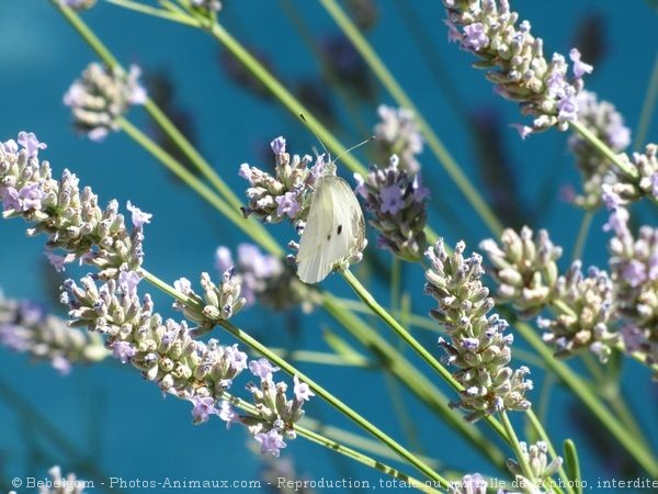 Photo de Papillon